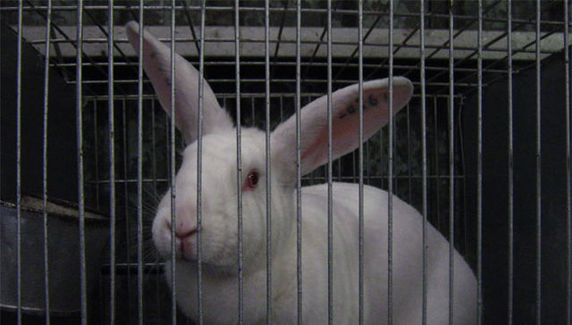 ¿Quién engaño a Roger Rabbit?