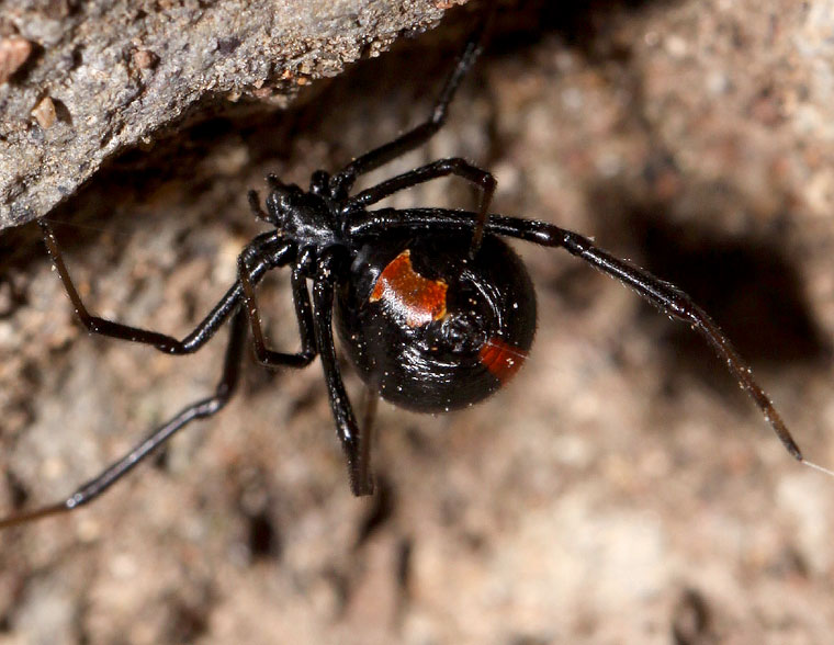 Australia: obrero usaba el inodoro y fue picado por una araña venenosa