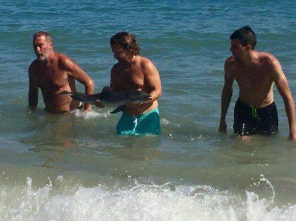 Cría de delfín muere tras ser dañada por turistas en España