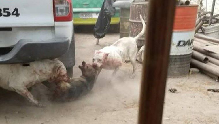 Denuncian que un vecino captura perros callejeros para alimentar a sus dogos Denuncian que un vecino captura perros callejeros para alimentar a sus dogos