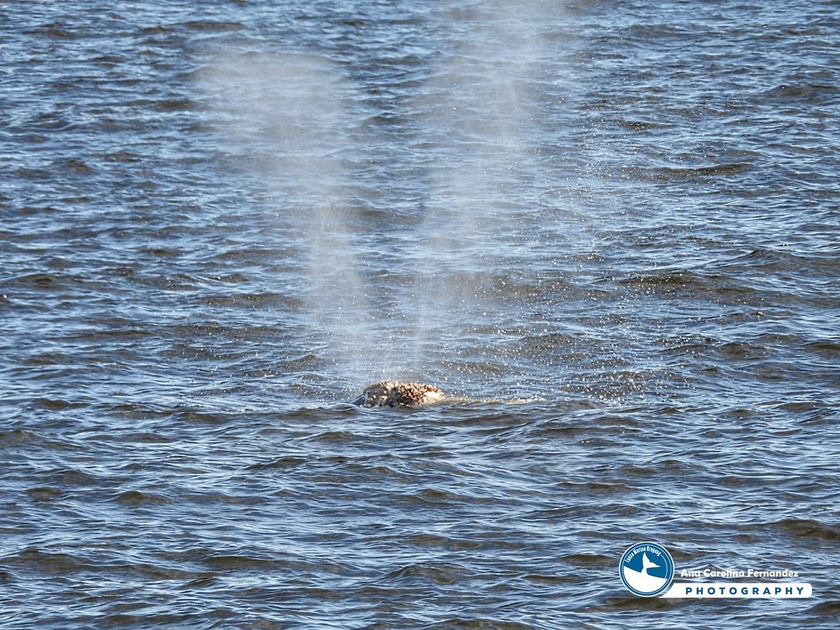 Ballenas Francas Estuvieron En Piri Polis Y Se Espera Buena Temporada