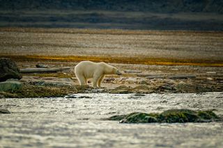 La población de osos polares de la bahía de Hudson se ha reducido casi