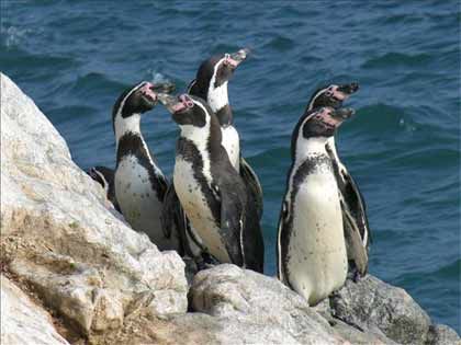 Pingüinos en apuros