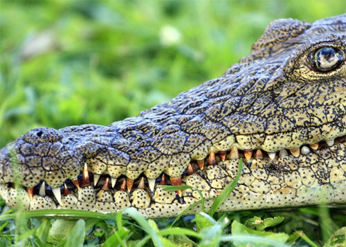 Miami: matan cocodrilo “culpable” al que los vecinos encubrían