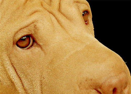 Encarcelan en Bolivia a la dueña de perro defendido por 18 abogados