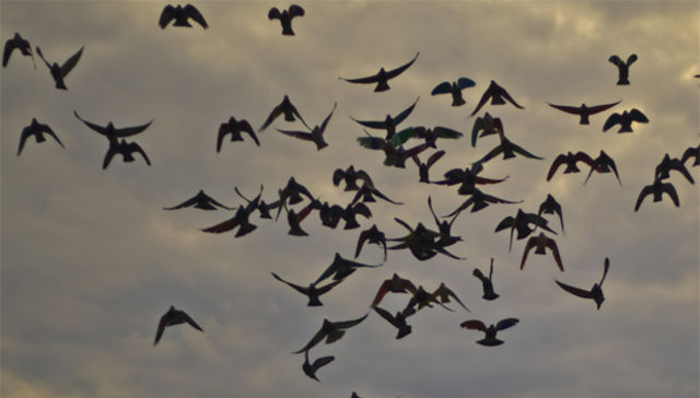 De los imprescindibles