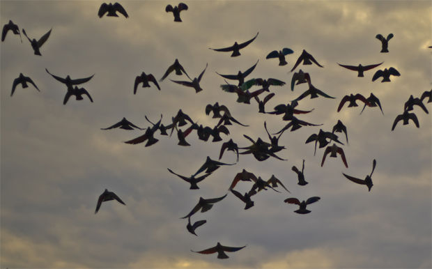 De los imprescindibles