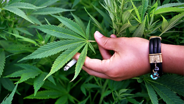 Botánica es cultura