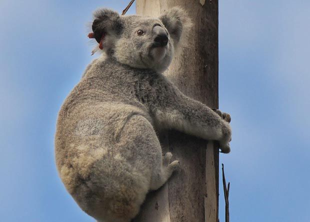 Koala récord