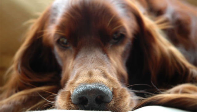 Larga vida a Firulais