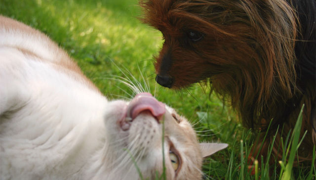 Como perro y gato