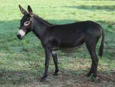 PETA denuncia maltrato a burros en China para su uso en medicina tradicional