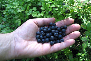 Mermelada de arándanos