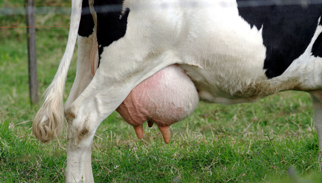 Molécula de calostro de vaca ataca el cáncer oral