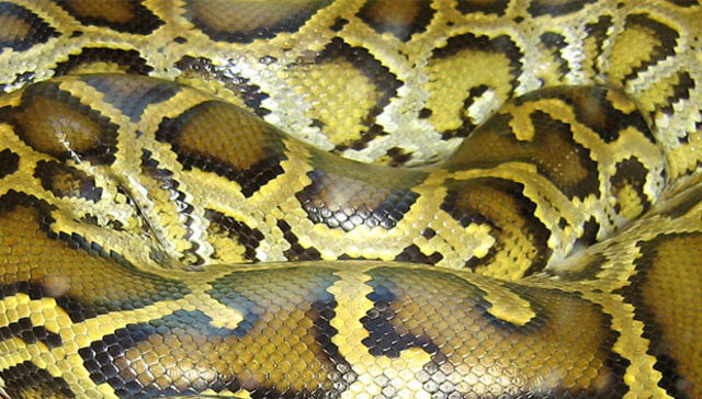 Inusual hasta que pasa