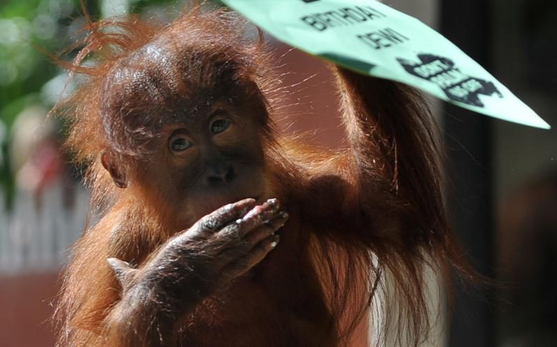 Por la plata baila el mono