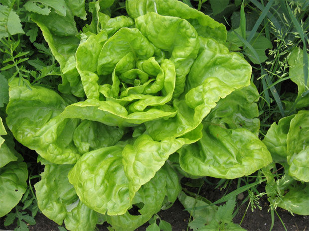 Pulmones limpios: las verduras de hoja verde reducen riesgo de sufrir EPOC, según estudio