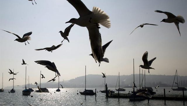 El cóndor no pasa el cielo del Perú