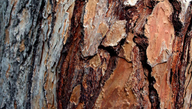 Escribe Mónica Xavier