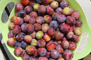 Mermelada de ciruelas