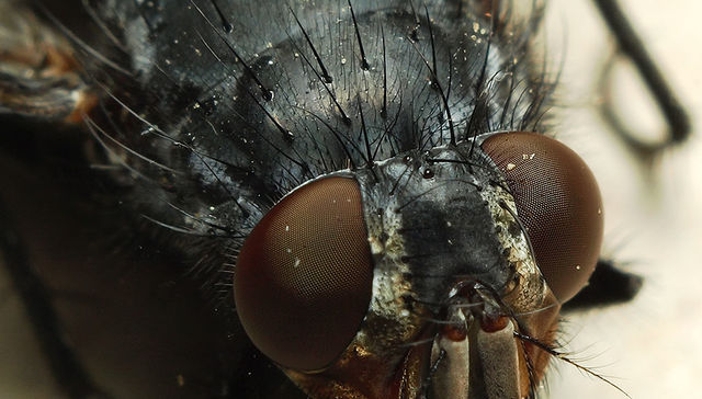 La mosca en la sopa