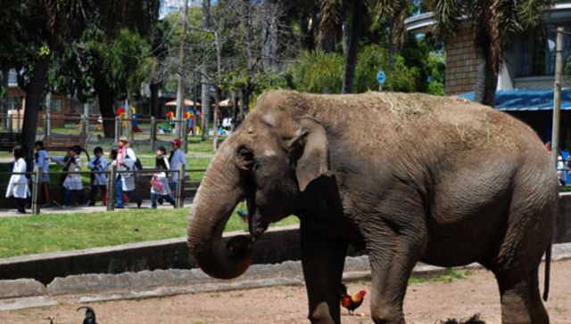 ¿Animales con hogar?