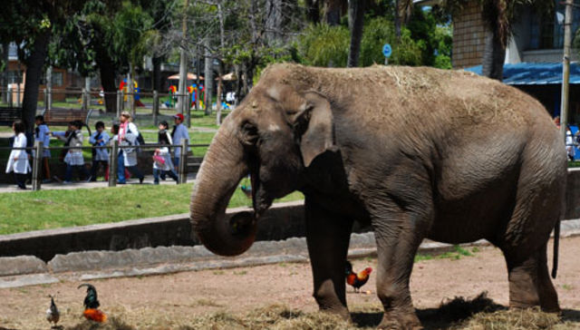 ¿Animales con hogar?