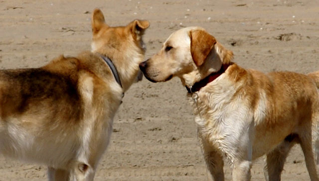 Te quiero, Firulaís