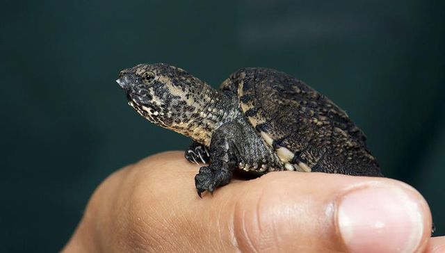 Corre dijo la tortuga