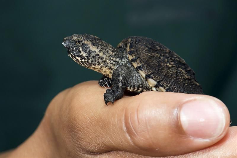 Corre dijo la tortuga