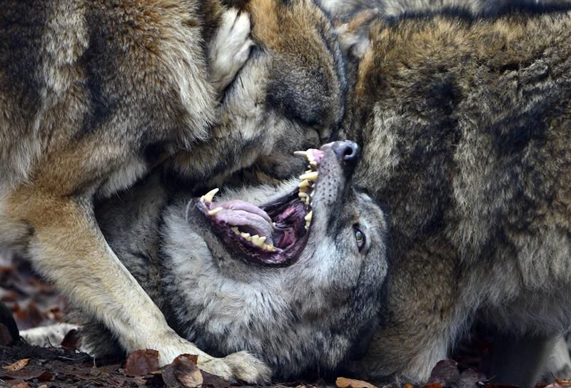 Los lobos son más prosociales que los perros de jauría