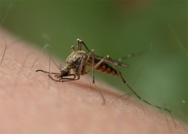 Montevideo sufre una nueva invasión de mosquitos: qué cuidados tomar