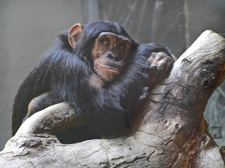 El gobierno de EEUU pone fin a la investigación con chimpancés