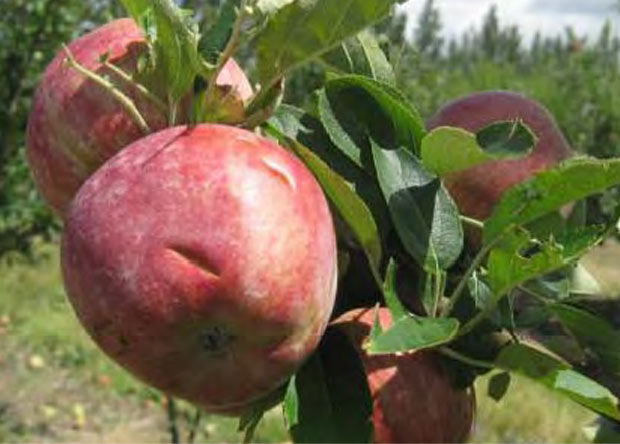 La serpiente anda suelta