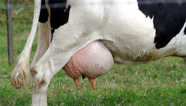 Leche larga vida