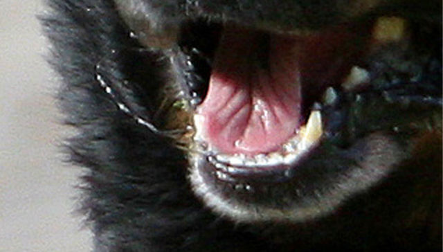 Por The New York Times