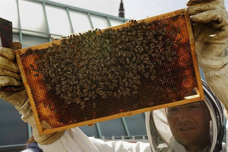 Trabajo de abeja