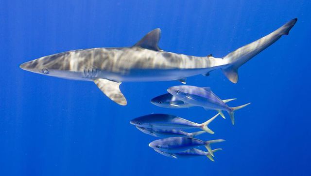 No lo maquilla nadie