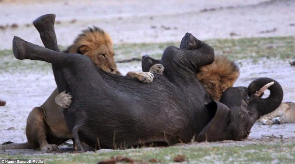 Impactante video de león cazando elefante