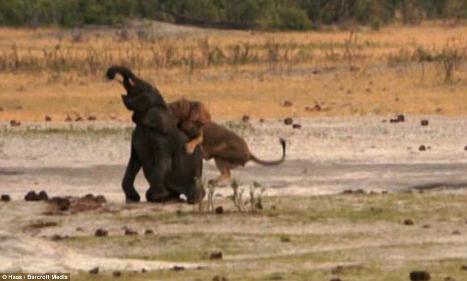 Impactante video de león cazando elefante