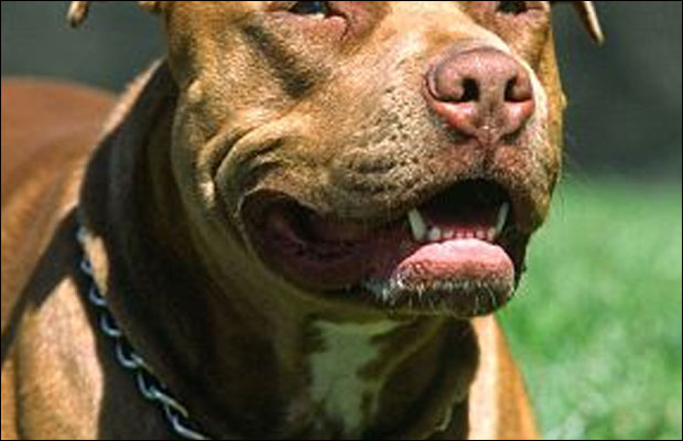 Murió mujer que fue atacada por pitbull con el que vivía, y que había perdido las piernas