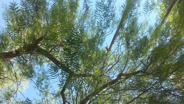 Primavera, ahora sí