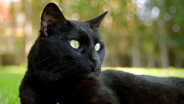 También el gato