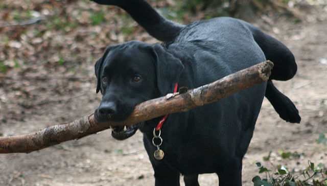 Rumiando la vida: Por Gordo Verde