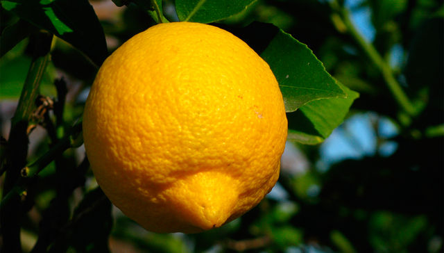 Aunque sea los limones van de viaje