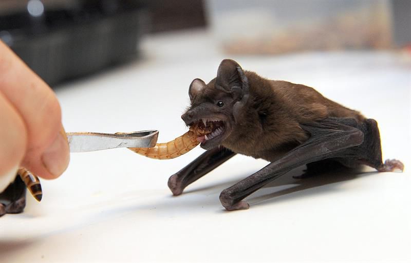 Los caballeros de la noche ascienden