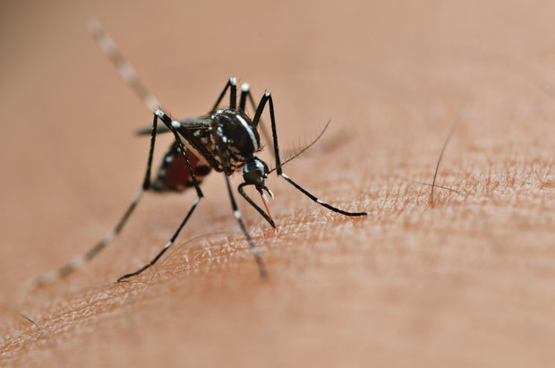 Cuatro autóctonos y seis importados nuevos: casos totales de dengue en Uruguay suben a 124