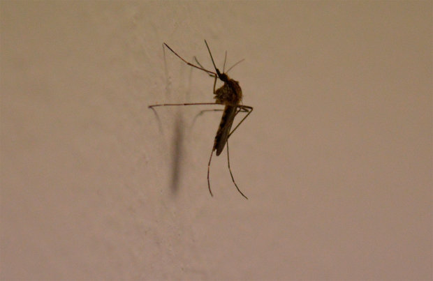 Las recomendaciones y explicaciones del MSP sobre el origen de la invasión de mosquitos