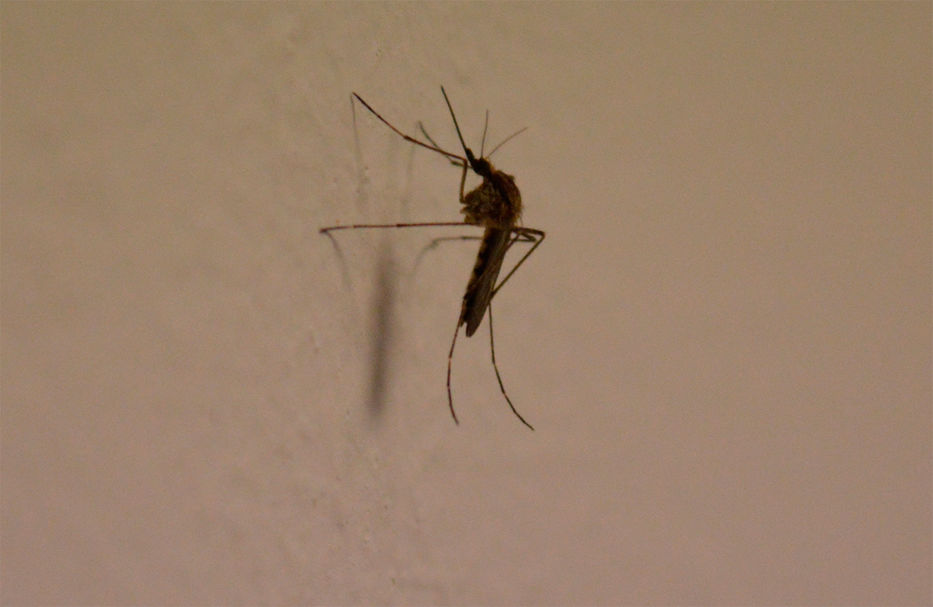 Los controvertidos mosquitos