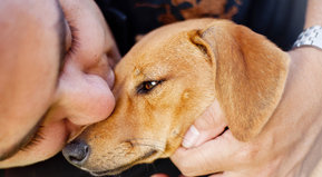 Pensando seriamente en adoptar una